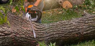  Mays Landing, NJ Tree Care Pros